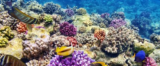 Viajes a Maafushi