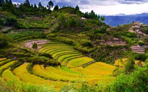 Terrazas de cereales, Medan