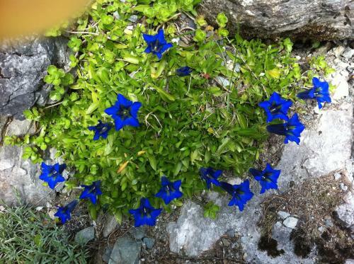 Apartamento Ferienwohnungen Vierthaler