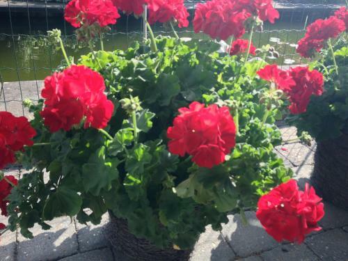 Apartamento Gr�nwaldhof Top 2