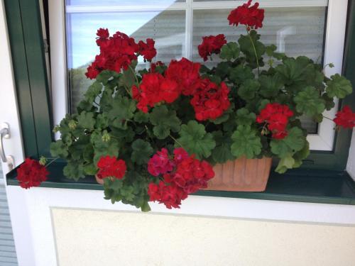 Apartamento Gr�nwaldhof Top 2