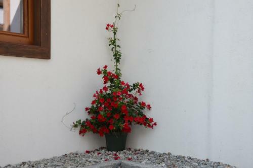 Bed & Breakfast Pension Zum Schreiner