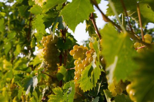 Bed & Breakfast Weingut Schwarzl