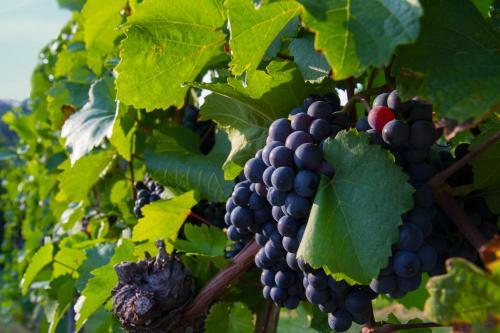 Bed & Breakfast Weingut Schwarzl