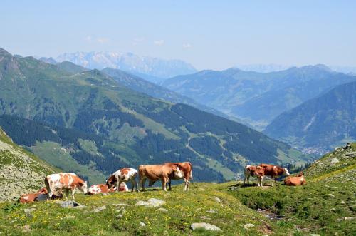 Agroturismo Scheibenhof