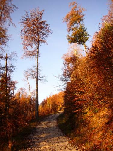 Bed & Breakfast G�stehaus Feldmannhof