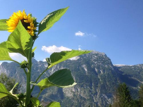 Bed & Breakfast G�stehaus Feldmannhof