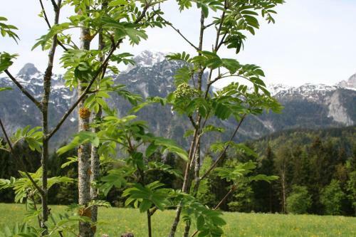Bed & Breakfast G�stehaus Feldmannhof