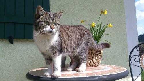 Bed & Breakfast G�stehaus Feldmannhof