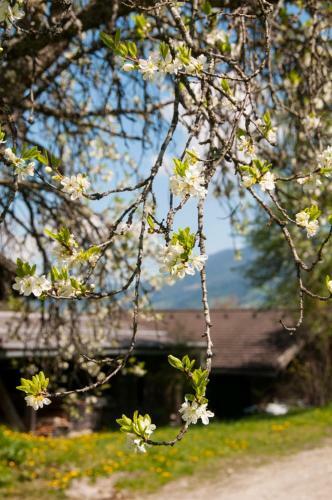 Chalet Hinterweiding-gut