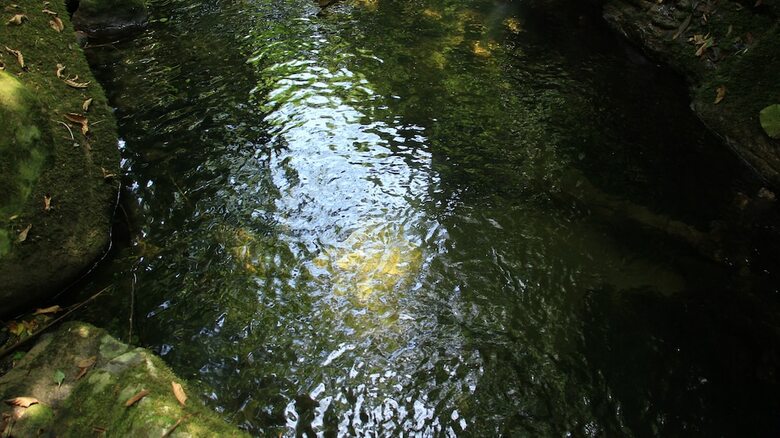 Junglez Eco Hostel