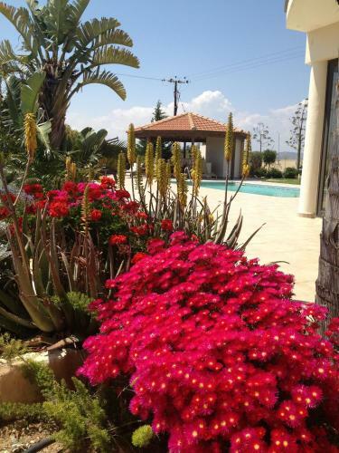 Mazotos Hills Villa