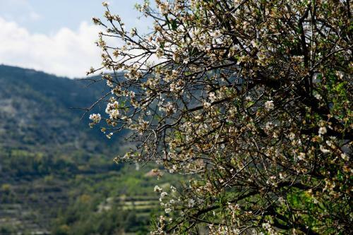 The Old Olive Mill