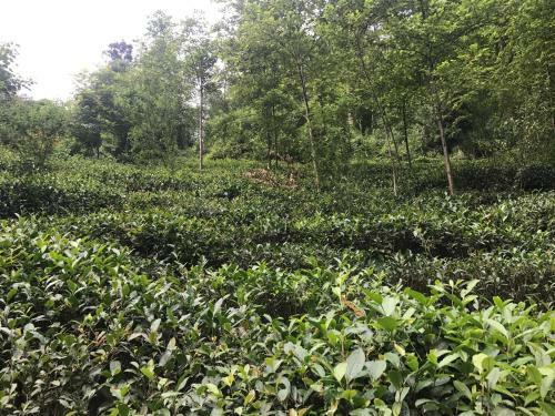 Mount Emei Feng Lin Yue Hotel
