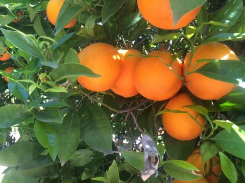Bed & Breakfast Cortijo Andaluz