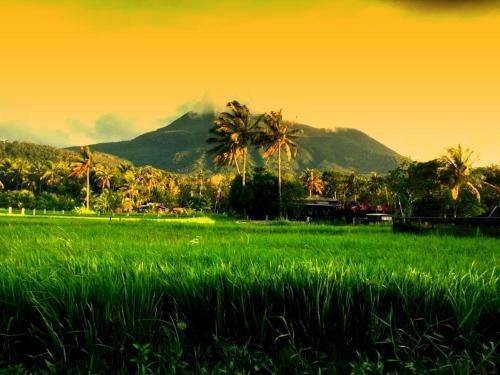 Guerrera Rice Paddy Villas