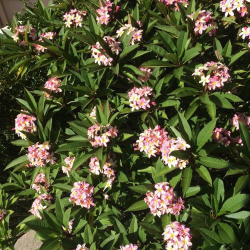 Albergue Upperbloem