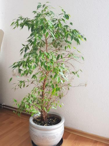 Visoko Homestay