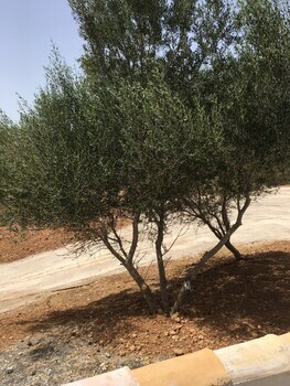 Agroturismo Binibasa