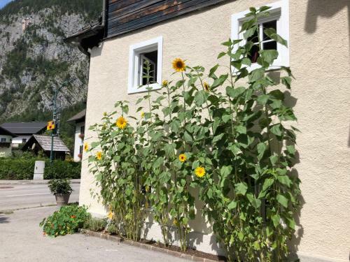 Fenix Hall Boutique Hotel Hallstatt
