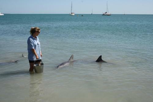 Apartamento Shark Bay B&B
