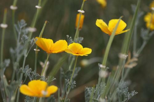 Apartamentos Les Coquelicots