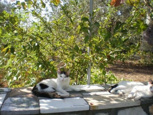 Apartamento Vasiliki Studios