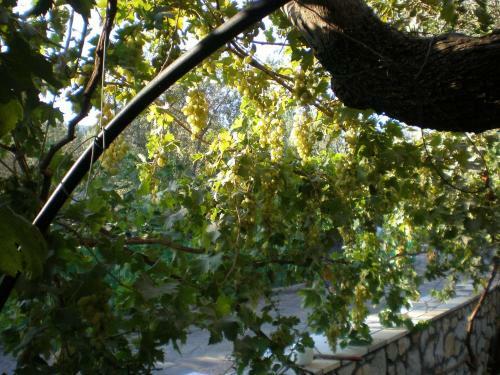Apartamento Vasiliki Studios