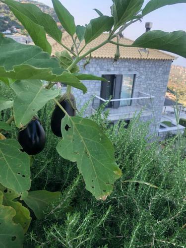 Apartamento Petra Thea