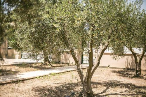 Olive Tree Apartments