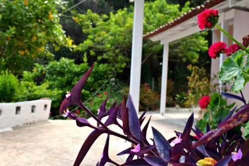Apartamento Eden Sea View Studios