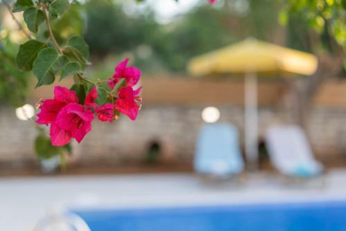 Villa Camellia