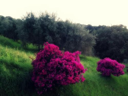Bed & Breakfast Villa Rica