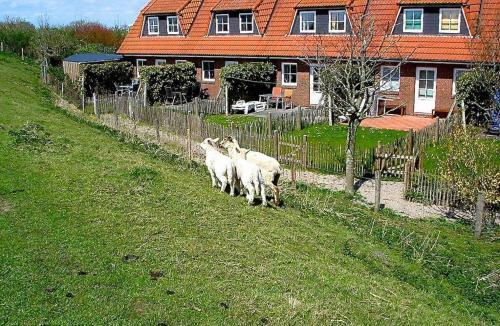 Apartamento Landhaus-am-deich-wohnung-moewe
