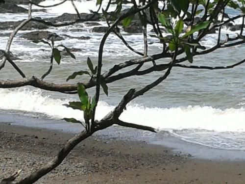 Bed & Breakfast La Jungla