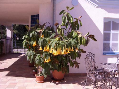 Hostal Csigah�z Panzi�