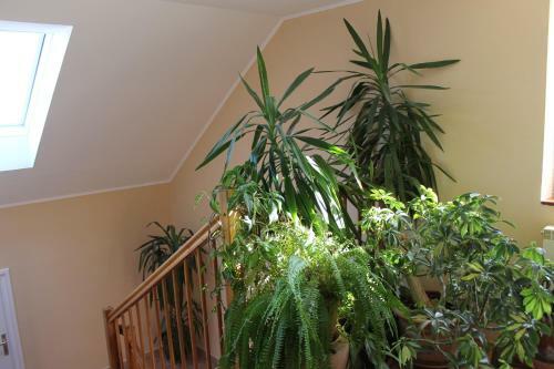Bed & Breakfast Bajor Panzi�