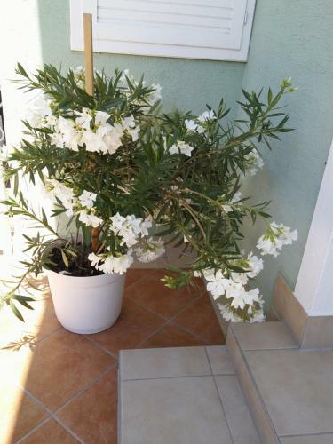 Hostal Green Guesthouse Balatonf�red