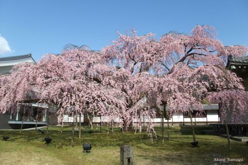 Kyoto Home Tofukuji