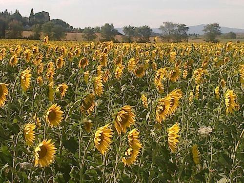 Agroturismo Agriturismo Il Paradiso
