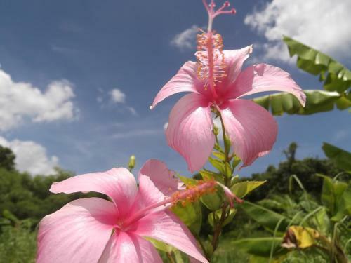 Island Holiday Yoisama
