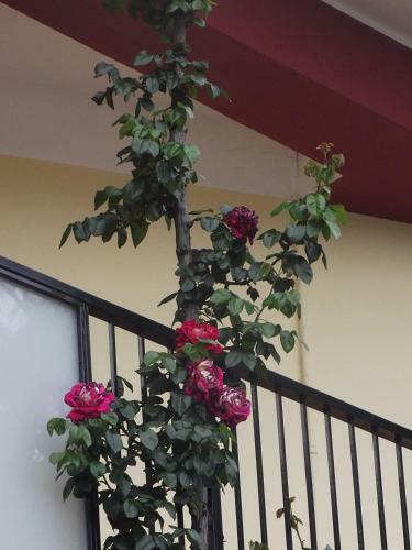 Hotel Renato