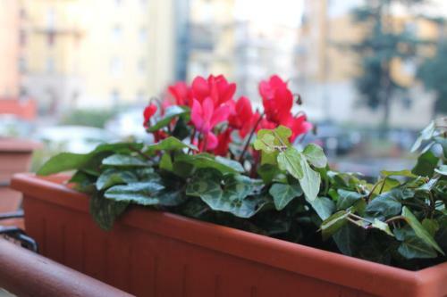 Bed And Breakfast Delle Rose