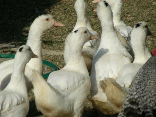 Agroturismo Guinzano