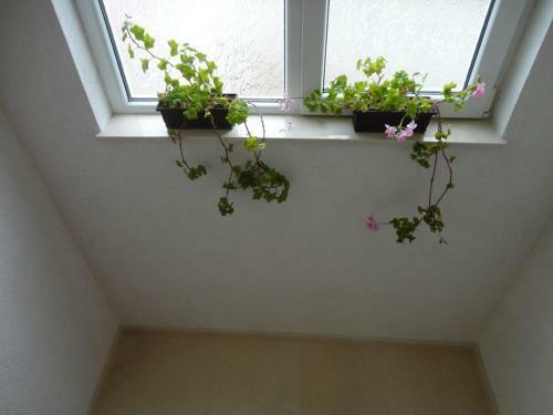 Apartmani Bakule