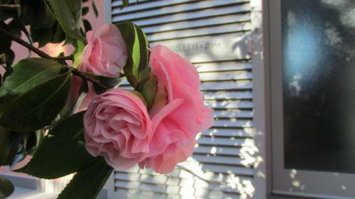 Apartamento Residence Fiesole