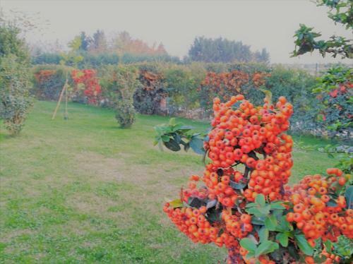Bed & Breakfast La Zucchella