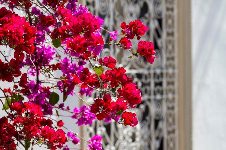 Riad Cl�mentine