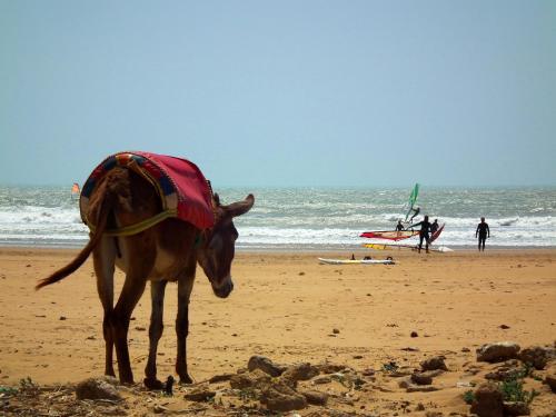 Sidi Kaouki Beach Hostel
