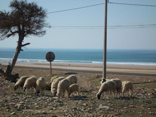 Sidi Kaouki Beach Hostel